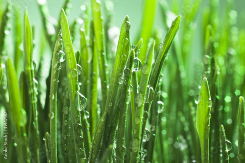 Naklejka nad blat kuchenny Morning dew