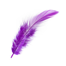 Purple Feather