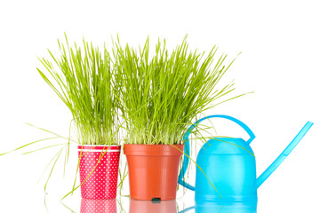 Green grass in two flowerpot on blue background