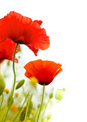 Wall Mural - art poppies white background, green floral design