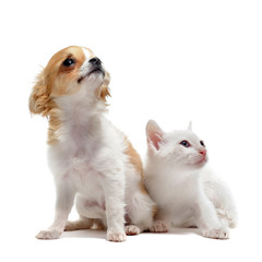 Obraz na płótnie chihuahua zwierzę kociak pies szczenię