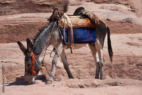 Un âne, à Pétra, Jordanie. Tableau sur Toile