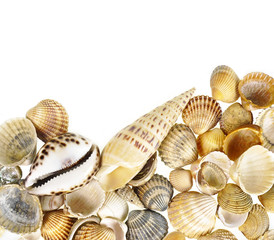 Wall Mural - shells border