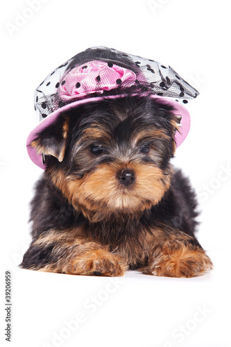 Naklejka - mata magnetyczna na lodówkę Yorkshire terrier puppy on white