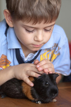 Boy And Guinea Pig