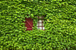 ivy covered painted  window and shutter