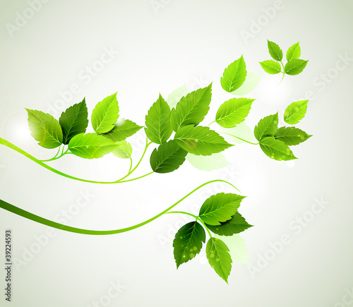 Fototapeta na wymiar spring branch with fresh green leaves