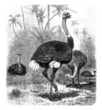 Ostrich - Autruche - Strauss
