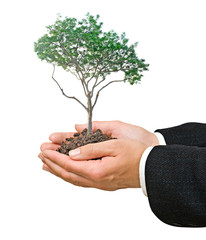 Wall Mural - Tree in hands