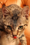 Fototapeta Zwierzęta - Cat on brown background