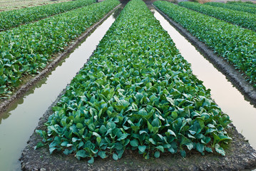 Chinese kale vegetable