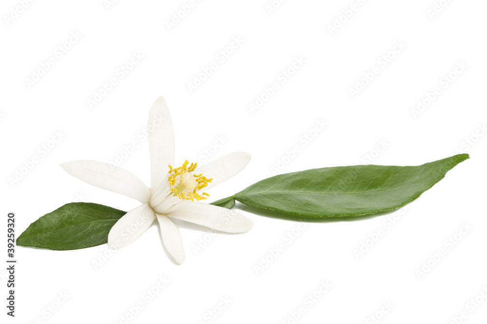 Lemon flower with leaves on white - obrazy, fototapety, plakaty 