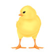 Easter Yellow Chick – vector illustration on white background