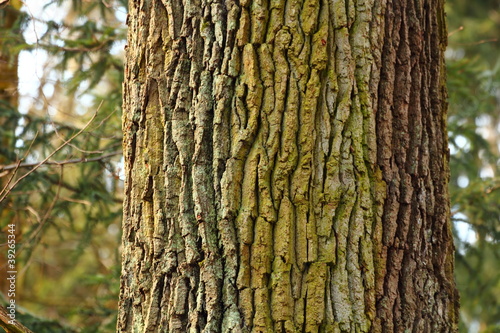 Baumrinde kaufen Sie dieses Foto und finden Sie ähnliche Bilder auf