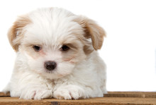 White Puppy Laying On A Plank