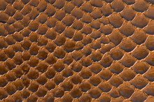Brown Snake Skin Background