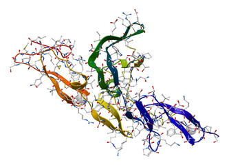  Fibrillin glycoprotein molecule