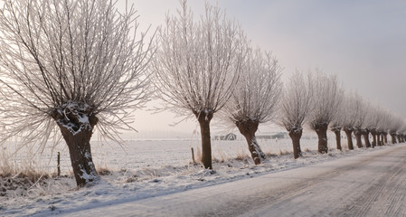 Wall Mural - Frosted pollard willows in a rural Dutch street