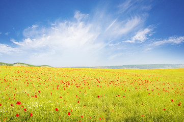 Poster - Green meadow on the sunset.