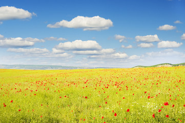 Poster - Green meadow on the sunset.