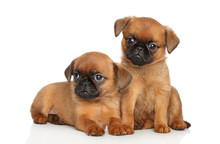 Griffon Puppies