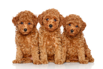 Wall Mural - Toy Poodle puppies on a white background