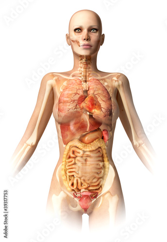 Naklejka na drzwi Woman body, with bone skeleton and all interior organs.