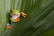 red eyed tree frog