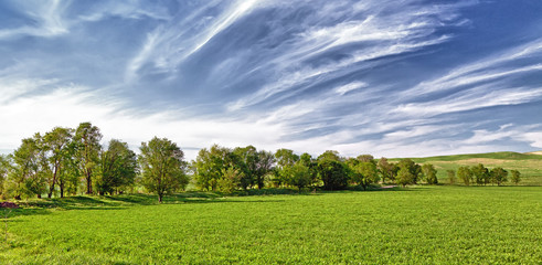 several trees on the field and clouds