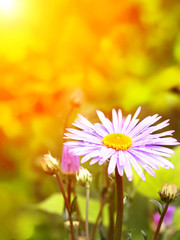 Canvas Print - Spring flowers