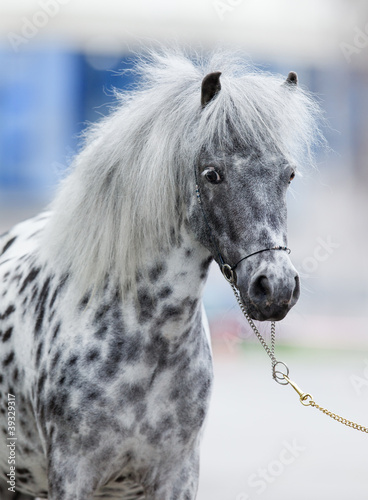 Naklejka na szybę Appaloosa horse portrait in summer