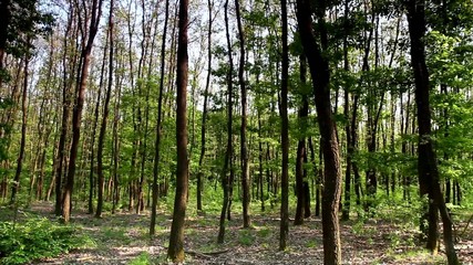 Poster - Young forest in spring