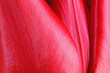 Tulip - Magnification of Blossom Leaf