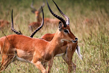 Antilope In Akagera National Park In Rwanda
