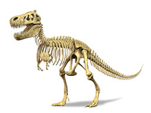 T-Rex Skeleton. On White Background. Clipping Path Included.