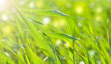 Long Grass Meadow Closeup With Bright Sunlight