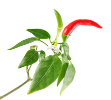 Twig With Red Green Chili Pepper Flower And Leaves Isolated On