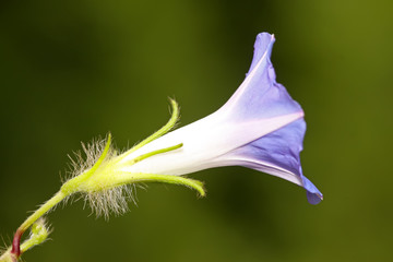 purple flowers