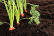 Fresh garden carrots shallow DOF