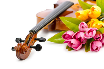 Violin and tulip flowers on white