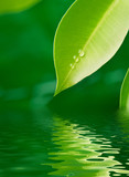 Green leaf under water