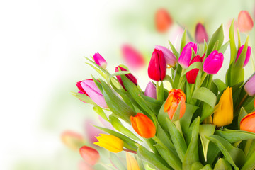 Fresh tulips bouquet