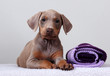 Doberman Pinscher puppy, fawn color