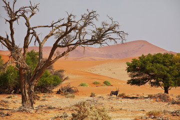 Wall Mural - Namib