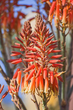 Flowering Aloe Hereroensis