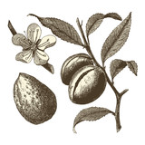 Amandier