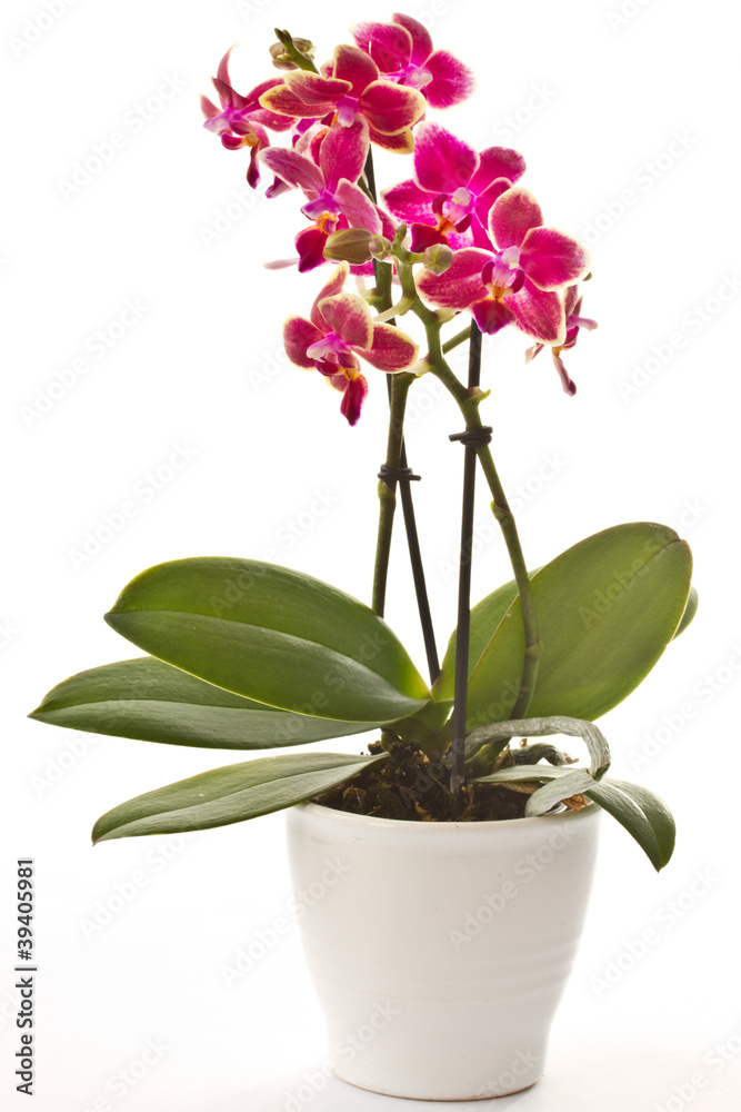 blooming phalaenopsis - obrazy, fototapety, plakaty 