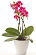blooming phalaenopsis