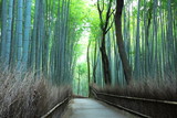 Fototapeta Bambus - 竹林の小道