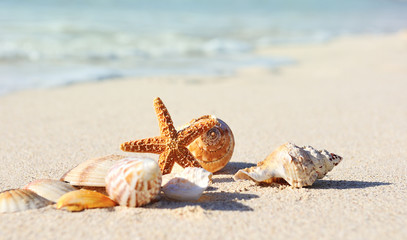 Starfish on the Beach